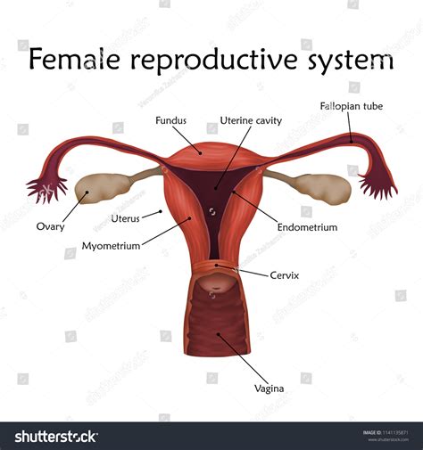 Female reproductive system with a description. - Royalty Free Stock ...