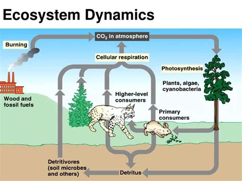 Ppt Ecosystem Dynamics Powerpoint Presentation Id3081303