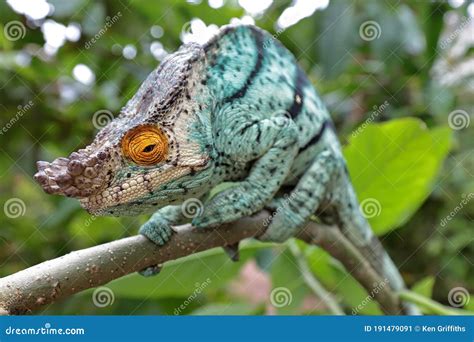 Parson Chameleon Royalty Free Stock Photo 46908555