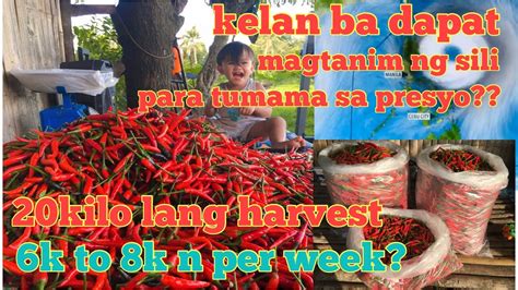 Magkano Kita Sa Sili Taiwan Kailan Ba Dapat Magtanim Ng Sili Mga