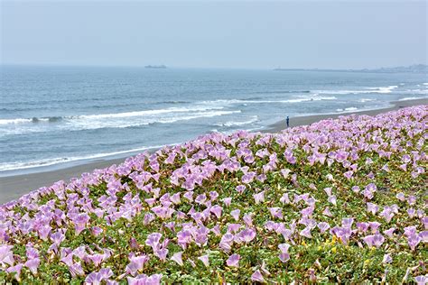 平塚海岸・湘南ベルマーレひらつかビーチパーク 観光スポット 湘南ひらつかナビ平塚市観光協会 平塚観光情報サイト