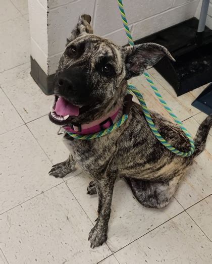 Gulfport Ms Mountain Cur Meet Bella A Pet For Adoption Adoptapet