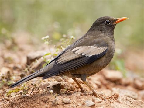 เดินดงดำปีกเทา Grey Winged Blackbird Female Turdus Boulboul Black