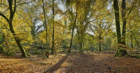 Ross Island Autumn Wonder No 1 Fine Art Enda Cavanagh Photography