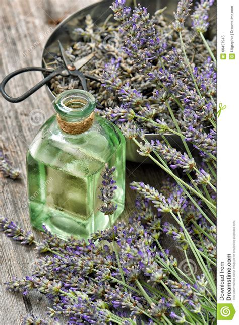 Lavender Flowers Herbal Oil Alternative Home Medicine Stock Image