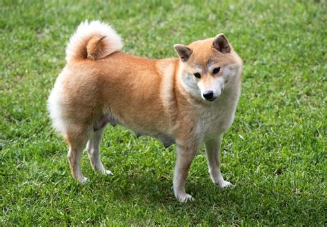 Shiba Inu Charakterstark Immer Treu An Der Seite Seines Besitzers