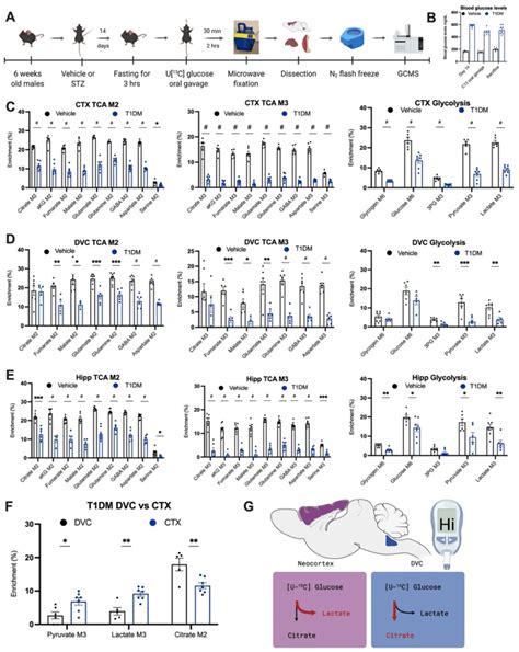 Stable Isotope Labeling In The Brain Of A Mouse Model Of T1dm Using