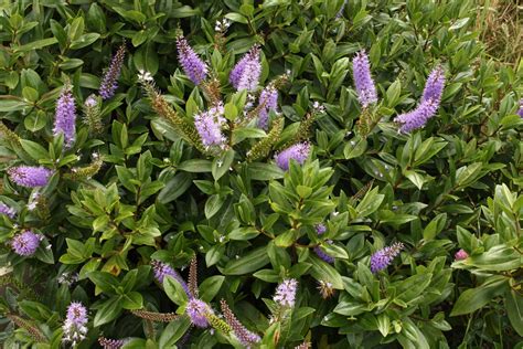 Hebe Speciosa Azure Maryflower