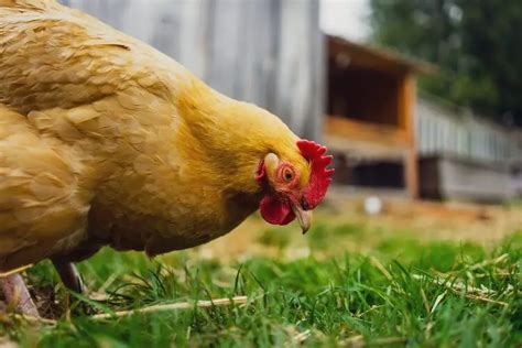 ¿con Qué Frecuencia Ponen Huevos Las Gallinas Explicación De La Producción De Huevos Pol Y Edro