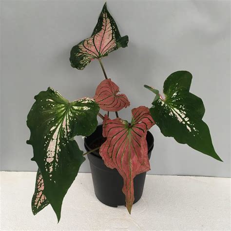 Caladium Pink Green Amulya Farms Nursery