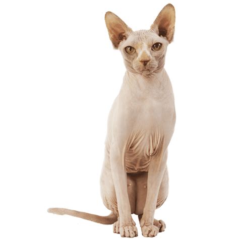 Chat Sphynx : Chat et Chaton, Fiche de race du chat Sphynx - Wikichat