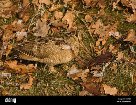 Houtsnip Scolopax Rusticola Woodcock Stock Photo Alamy