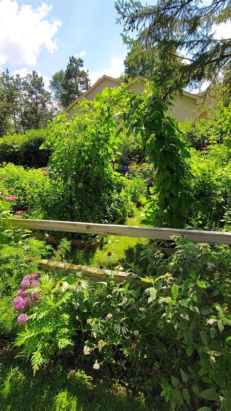 𝐀𝐦𝐲 🌿 𝐒𝐮𝐬𝐭𝐚𝐢𝐧𝐚𝐛𝐥𝐞 𝐆𝐚𝐫𝐝𝐞𝐧𝐢𝐧𝐠 | Tea Time! 💛🌿 "In every moment of life