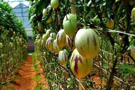 Pepino melons (solanum muricatum) facts – Oxfarm