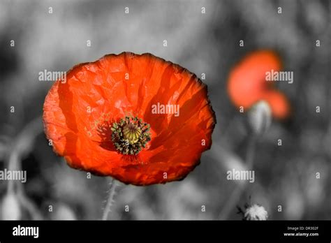 Common Poppy Flower Stock Photo Alamy