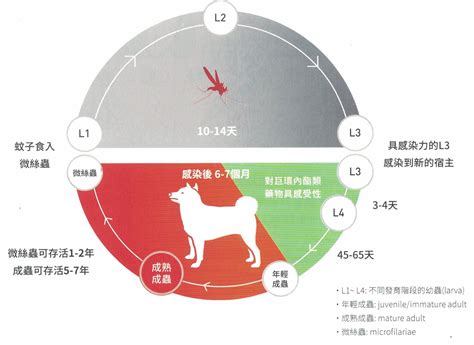 【狗狗心絲蟲預防針】只要一年一次的心絲蟲預防藥 寵愛心思 敦品動物醫院｜犬貓專業牙科｜台北市大安區獸醫院