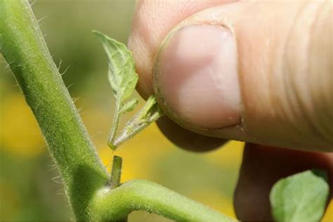 Tomaten Richtig Ausgeizen So Geht S