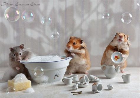 Елена и хомяки | Hamster, Cute hamsters, Funny hamsters