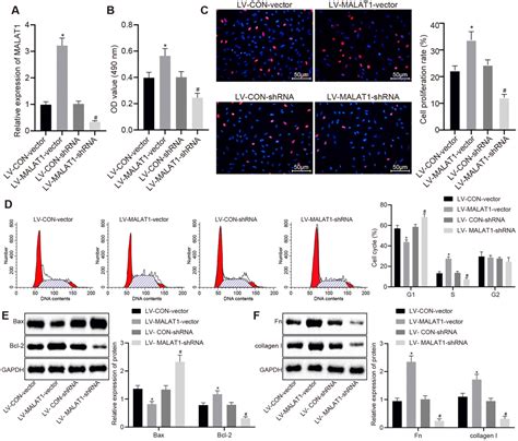 Long Non Coding Rna Malat1 Promotes Cardiac Remodeling In Hypertensive