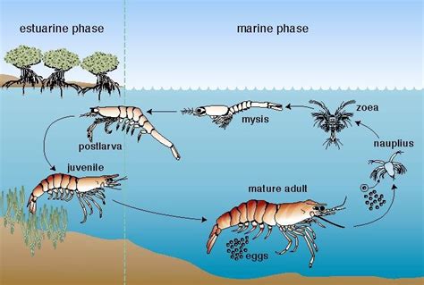 Cherry Shrimp Life Cycle