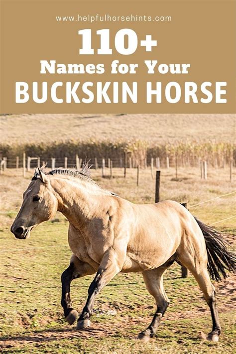 140+ Buckskin Horse Names | Buckskin horse, Horses, Horse names