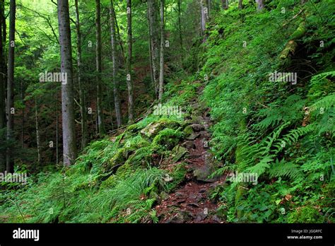 Black Forest Hiking Trail Through The Wutachschlucht Germany Stock
