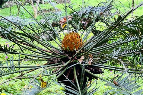 Jurassic Plant Blooms Along Discovery Trail Of Masungi ABS CBN News