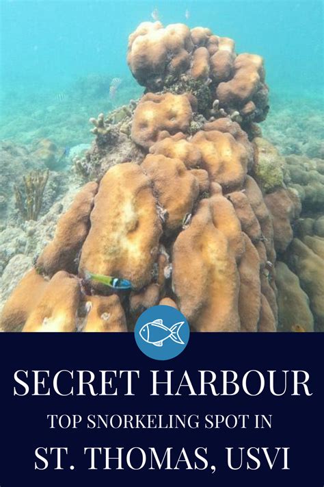 Secret Harbor St Thomas Snorkeling Guide Artofit