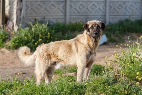 Kangal Steckbrief Charakter Haltung Geschichte