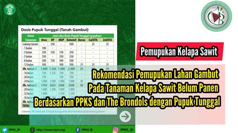 Rekomendasi Pemupukan Gambut Pada Tanaman Kelapa Sawit TBM PPKS