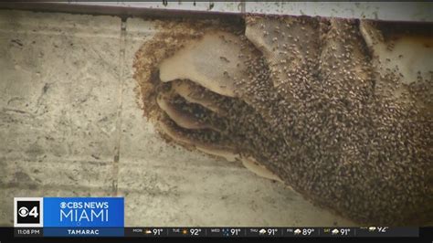 Massive Beehive Creating Buzz Stirs Safety Concerns At Miami Dade