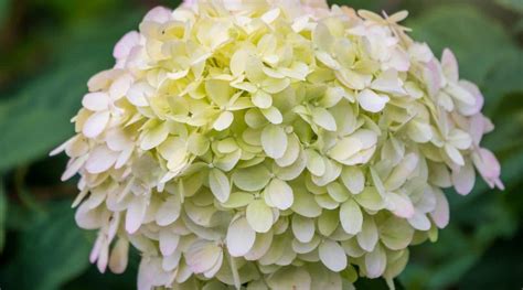 How to Plant, Grow, and Care For Smooth Hydrangeas