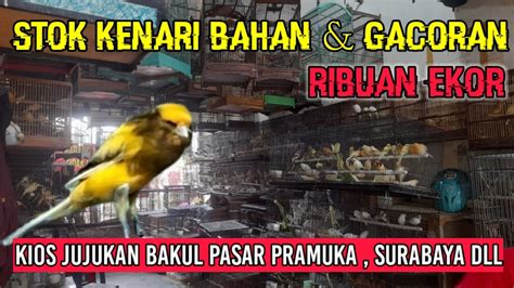 Stok Ribuan Ekor Kenari Bahan Gacoran Kenarigacor Kenari