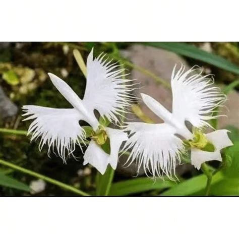 White Egret Orchid Habenaria Radiata Flower Seeds Aktuelle Trends