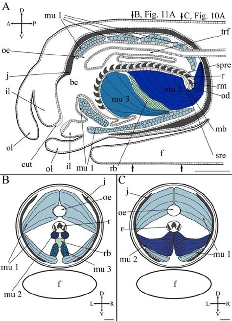 Diagrams of the buccal complex. A — diagram of the sagittal section of ...