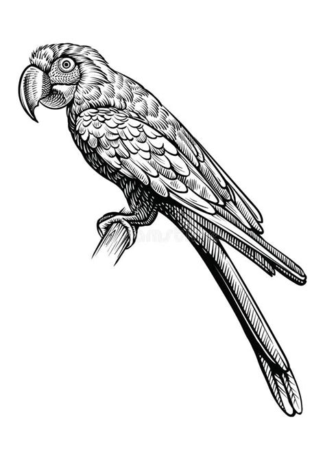 Parrot Macaw What Sitting Hand Drawn Vector Sketch Stock Vector