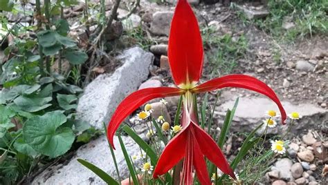 Fleur De Lys La Vraie Signification Spirituelle Ses