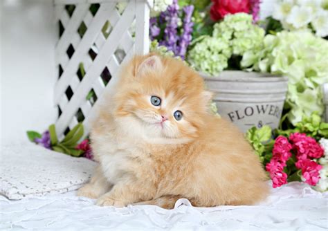 Red Persian Kittenultra Rare Persian Kittens For Sale 660 292 2222