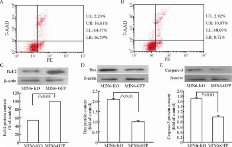 Lrp16 Gene Silence Led To Reduced Cell Proliferation In Min6 Cells Flow Download Scientific