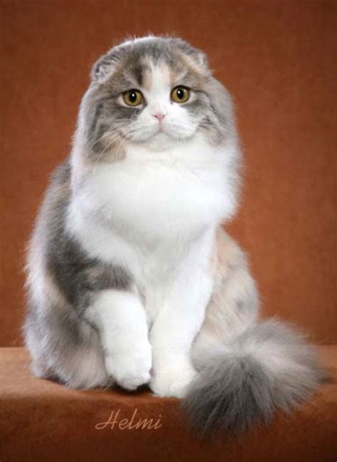 Scottish Fold Longhair Photo By Helmi Pretty Cats Cat Scottish