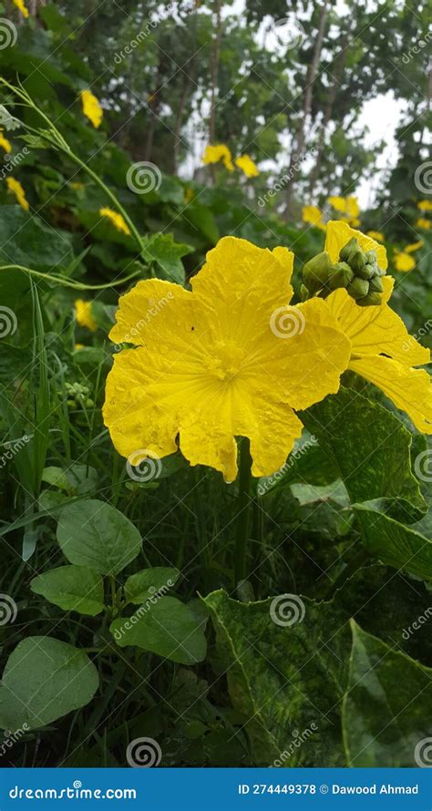 Best Natural Beauty Of Yellow Flower Stock Photo Image Of Yellow