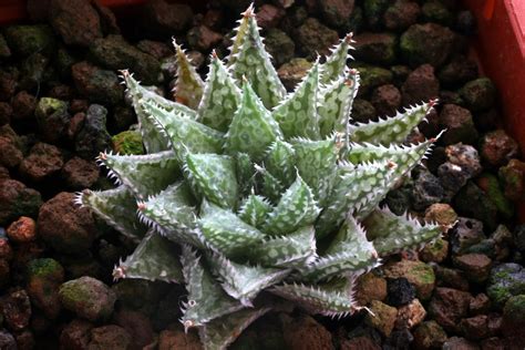 Haworthia – The Haworthia Society