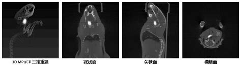 一种能够在体内多模态成像示踪的内皮祖细胞制备方法及应用与流程