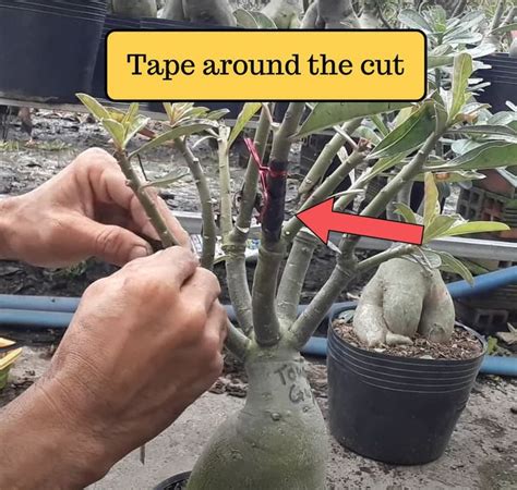 How To Propagate Adenium Desert Rose