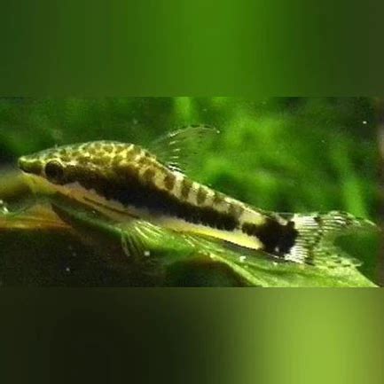 Otocinclus Algae Eater - Tropical Live Fish Store