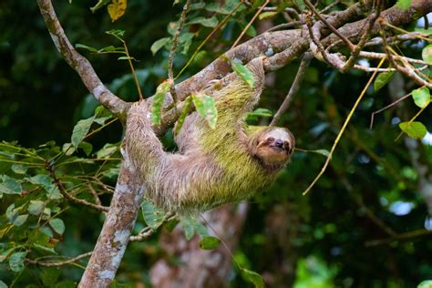 Top Facts Of The Sloths In The Amazon Rainforest