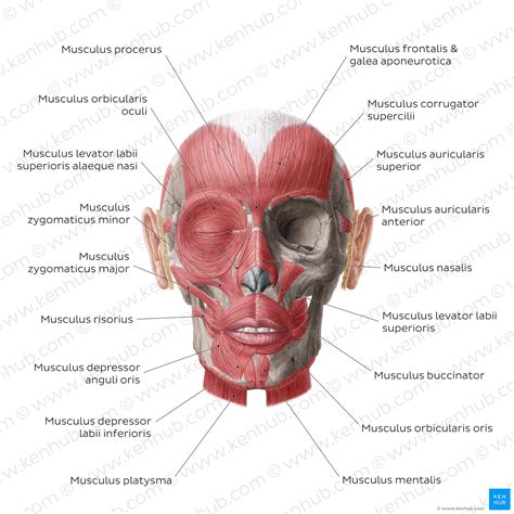 Anatomie Des Kopfes Arterien Nerven Muskeln Kenhub