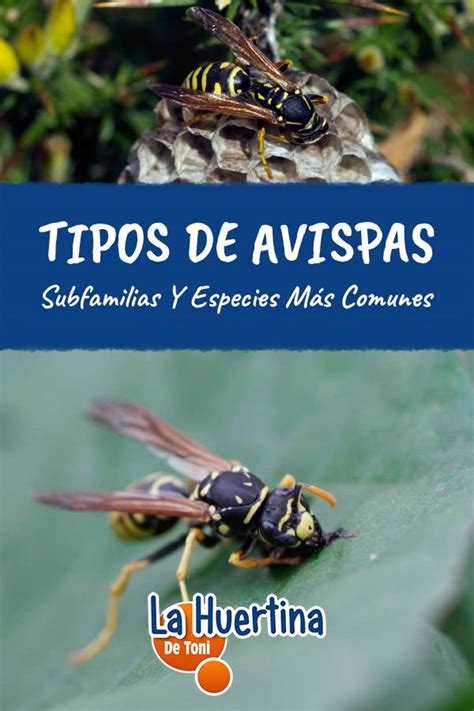 Tipos De Avispas Qué Subfamilias Y Especies Son Más Comunes