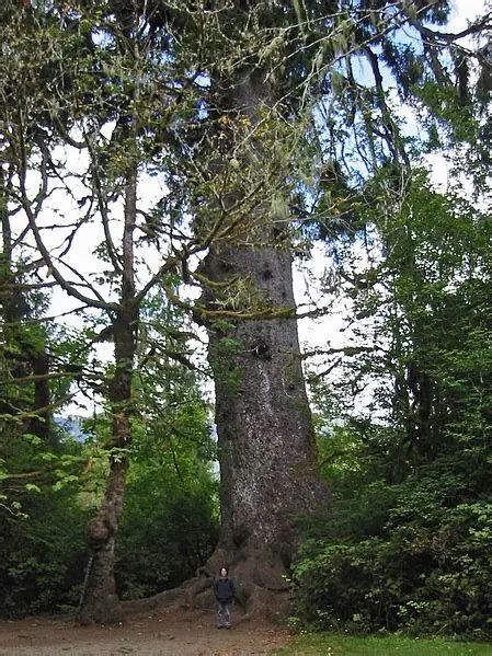 Biggest Trees In The World By Volume