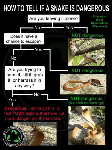 What To Do If You See A Snake Tips For Handling Snakes Safely